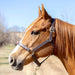 Jeffers Lexington Triple Stitched Leather Halter – Premium Pre - Oiled Adjustable Horse Halter, Breakaway Option, Durable & Comfortable Equestrian Tack - JEF15P - Cob - Havana - 1 - 2