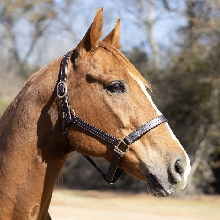 Jeffers Lexington Triple Stitched Leather Halter – Premium Pre - Oiled Adjustable Horse Halter, Breakaway Option, Durable & Comfortable Equestrian Tack - JEF15P - Cob - Havana - 1 - 3