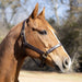 Jeffers Lexington Triple Stitched Leather Halter – Premium Pre - Oiled Adjustable Horse Halter, Breakaway Option, Durable & Comfortable Equestrian Tack - JEF15P - Cob - Havana - 1 - 3