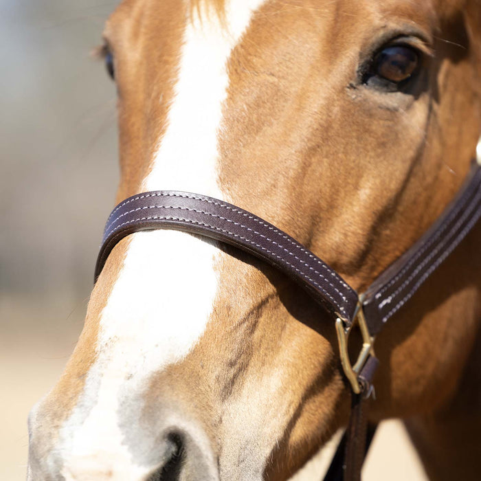 Jeffers Lexington Triple Stitched Leather Halter – Premium Pre - Oiled Adjustable Horse Halter, Breakaway Option, Durable & Comfortable Equestrian Tack - JEF15P - Cob - Havana - 1 - 2