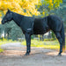 Jeffers Lycra Shoulder Guard for Horses - JEFCM9 - PreSale Black - Cob - 1