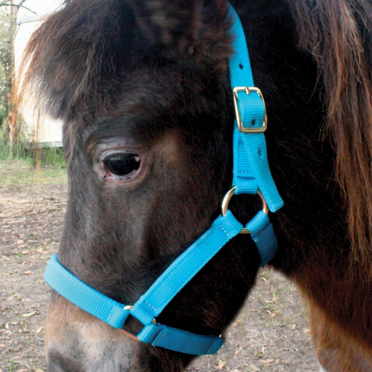 Halter All Small Miniature Horse Slip Lead – Adjustable, Nylon, Pattern – Foal & Pony