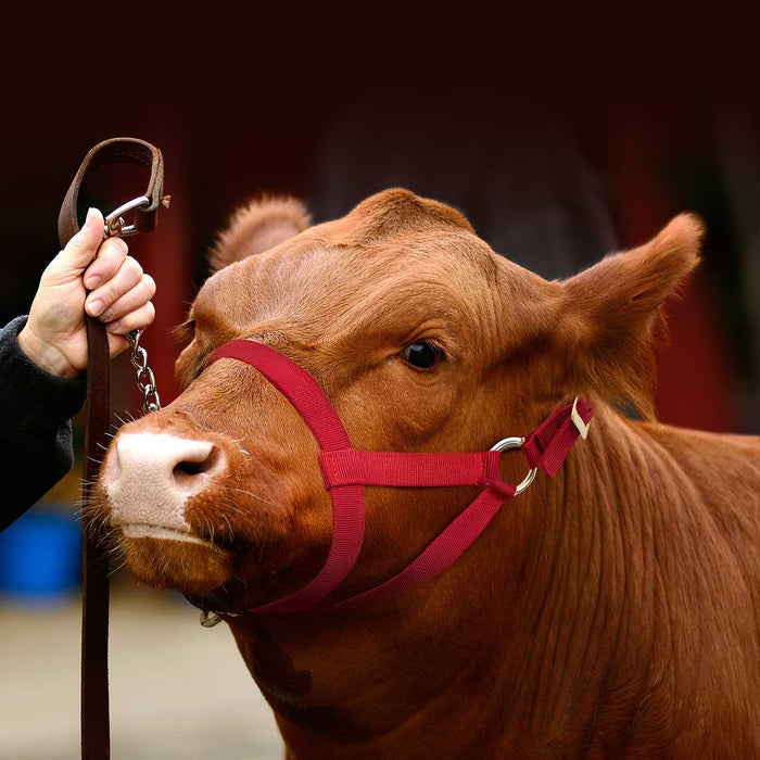 Jeffers Nylon Cow Halter - SSF3 - Small (250 - 450 lbs) - Red - 1