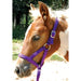 Jeffers Nylon 'Grow With Me' Weanling Halter, 3/4' - Jeffers - Horse Supplies > Horse Tack > Horse Halters