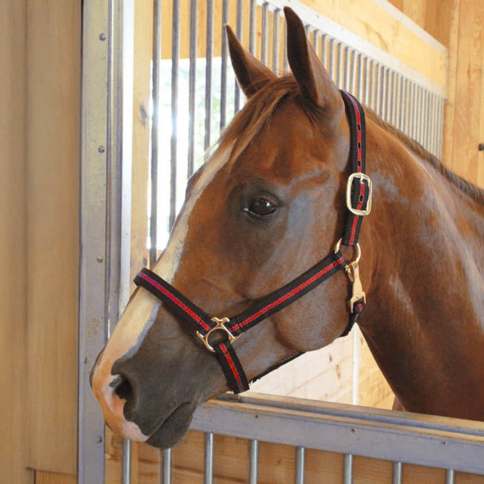 Jeffers Padded Nylon Horse Halter with Throat Snap - IA6C - Blue/Black - 11