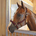 Jeffers Padded Nylon Horse Halter with Throat Snap - IA6C - Blue/Black - 11