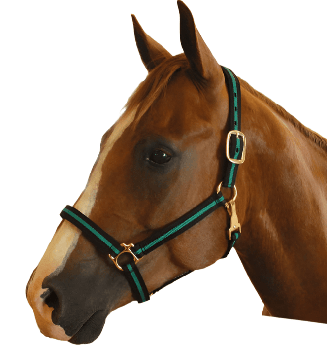 Jeffers Padded Nylon Horse Halter with Throat Snap - IA6F - Black/Tan - 6