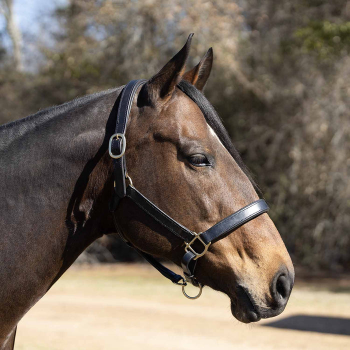 Jeffers Paris Padded Leather Horse Halter with Throat Snap – Adjustable Black Premium Triple Stitching - JEF15Z - Black - Cob - 1 - 2