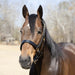 Jeffers Paris Padded Leather Horse Halter with Throat Snap – Adjustable Black Premium Triple Stitching - JEF15Z - Black - Cob - 1 - 1