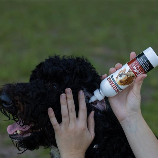 Person applying Jeffers Pet Ear Cleaner to a black dog's ear outdoors.