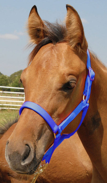 Jeffers Pony Halter, under 300 lb - Jeffers - Horse Supplies > Horse Tack > Horse Halters