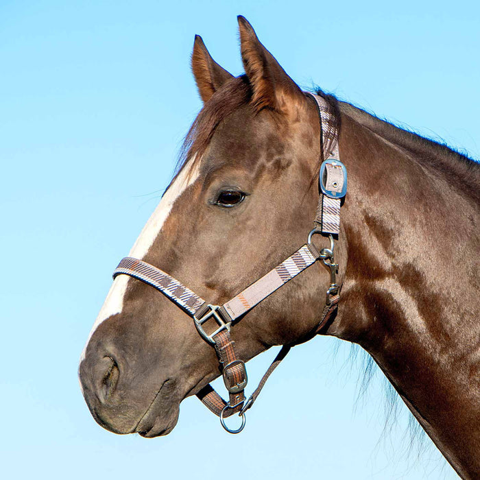 Jeffers Poplar Head Halter & Lead, Full - Jeffers - Horse Supplies > Horse Tack > Horse Halters