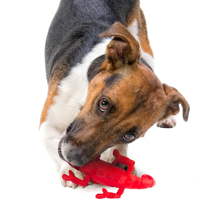 Jeffers Red Chameleon Natural Eco - Friendly Rubber Dental Dog Chew Toy for Medium Chewers - I7QF - Red - Medium - 1 - 5