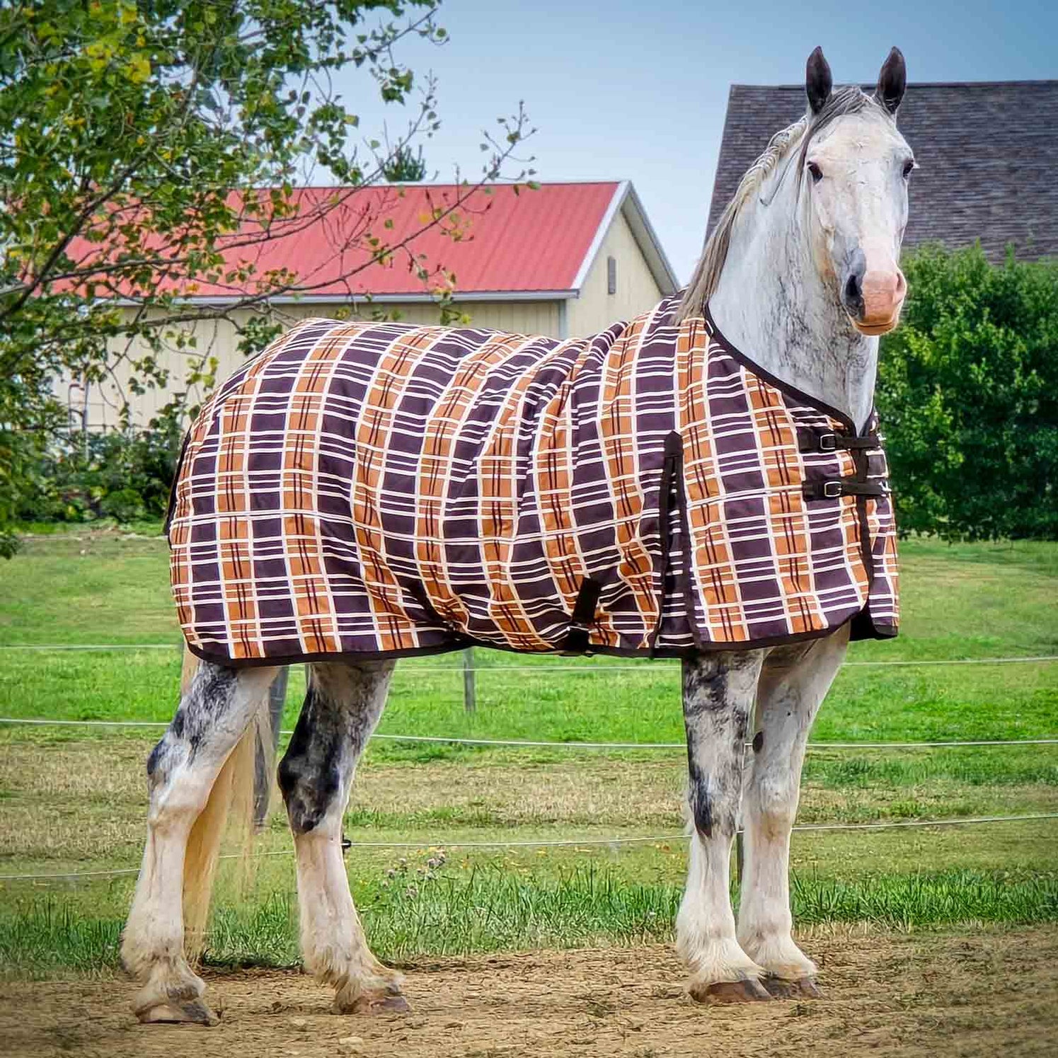 Turnout Sheets for Horses — Jeffers