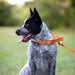 Jeffers Solid Web Nylon Dog Collar - SS5R - 5/8"W x 10"L - Pumpkin - 10