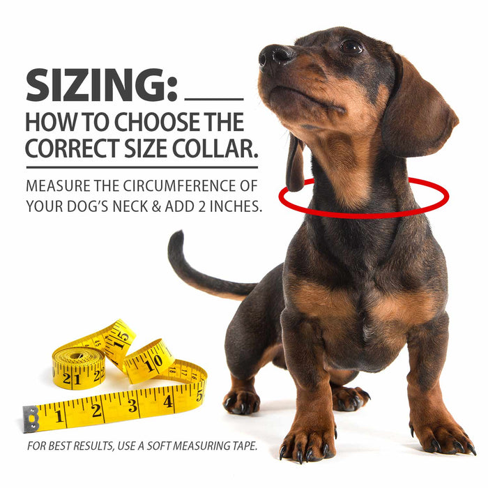 Jeffers Solid Web Nylon Dog Collar - SS5R - 5/8"W x 10"L - Pumpkin - 5