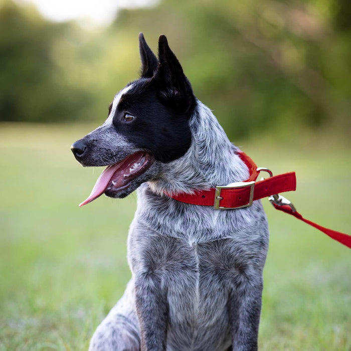 Jeffers Solid Web Nylon Dog Collar - SSWB - 5/8"W x 10"L - Red - 22