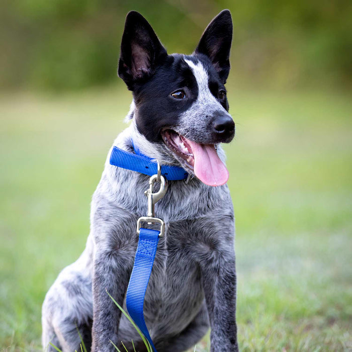 Jeffers Solid Web Nylon Dog Collar - SSWC - 5/8"W x 10"L - Royal Blue - 26