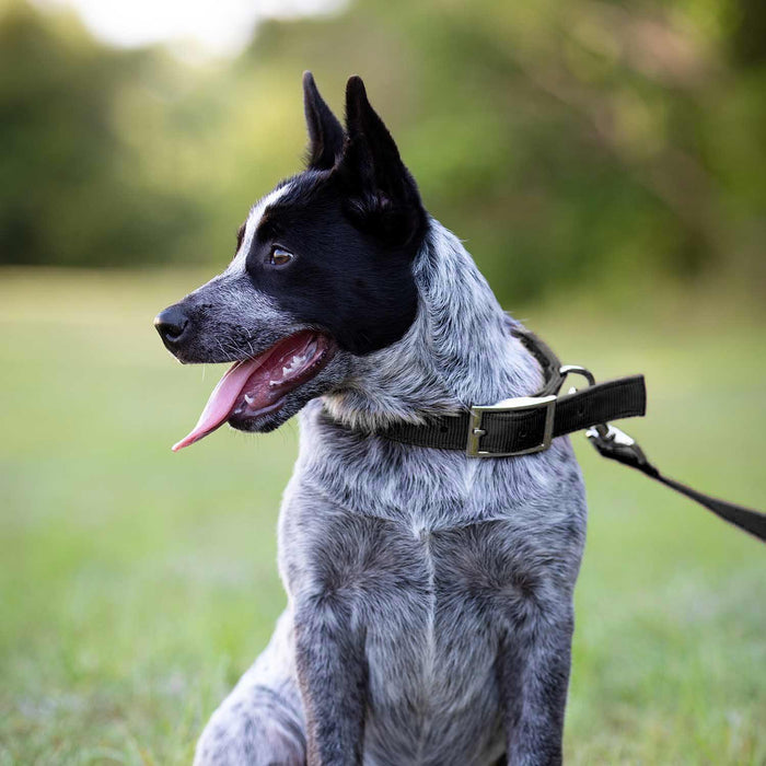 Jeffers Solid Web Nylon Dog Collar - SSWD - 5/8"W x 10"L - Black - 34