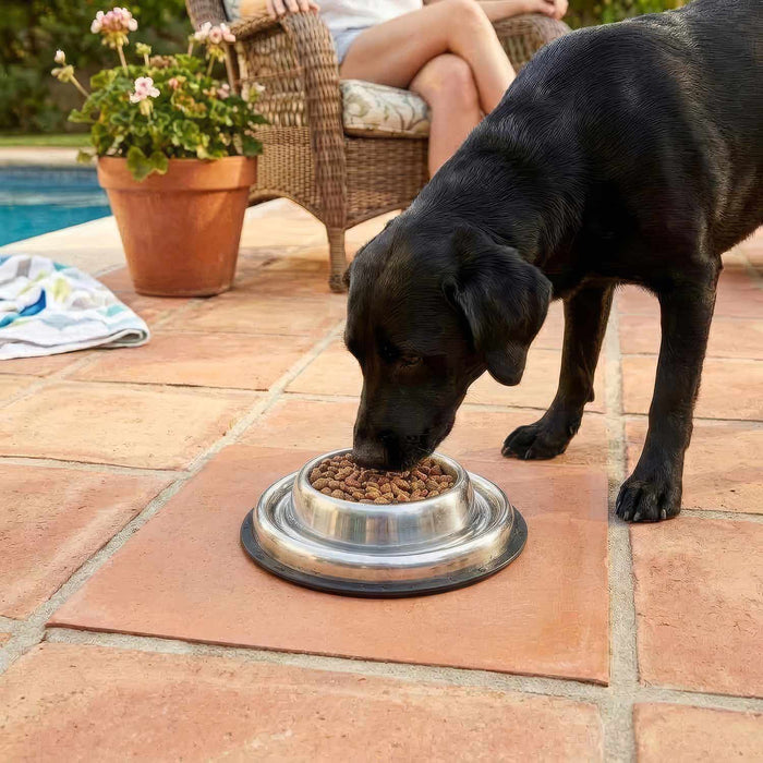 Jeffers Stainless Steel Anti-Ant Moat Bowl with Non-Skid Base, 32 oz - XDFV - 32 oz - 2
