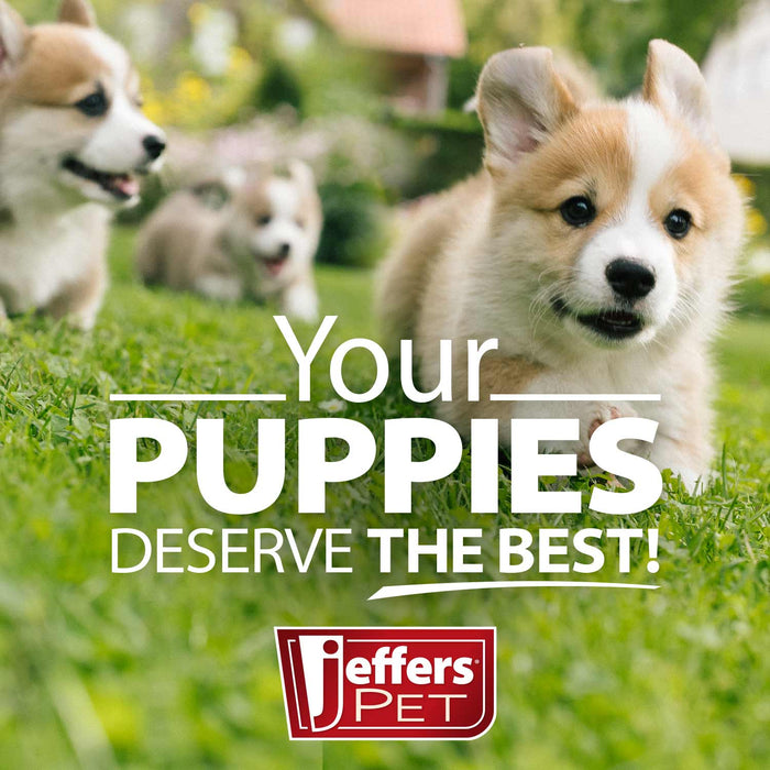 Jeffers Stainless Steel Flying Saucer Puppy Food & Water Bowl - RRQ1 - 11"D x 1 1/3" - 3