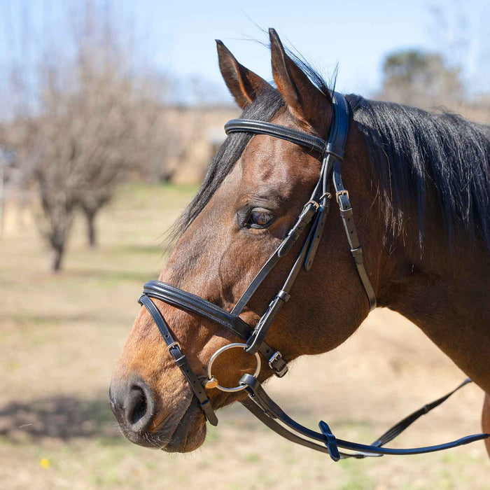 Jeffers Uniquely English "Windsor" Leather Dressage Bridle With Web Reins for Horses - JEF14T - Black - Cob - 1 - 2