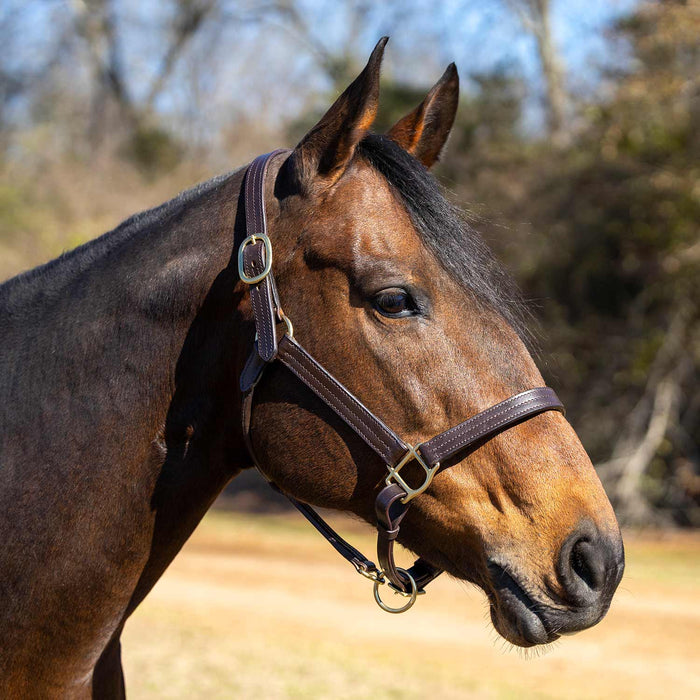 Jeffers Versailles Triple Stitched Adjustable Leather Halter for Horses, Havana - JEF15W - Cob - Havana - 1 - 3