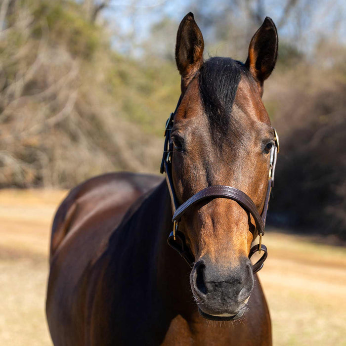 Jeffers Versailles Triple Stitched Adjustable Leather Halter for Horses, Havana - JEF15W - Cob - Havana - 1 - 4