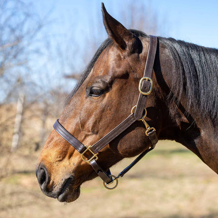 Jeffers Versailles Triple Stitched Adjustable Leather Halter for Horses, Havana - JEF15W - Cob - Havana - 1 - 1