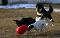 Jolly Egg Dog Toy  Durable, Interactive Chase & Floating Toy for Dogs - H7TF - 8" - Red - 2