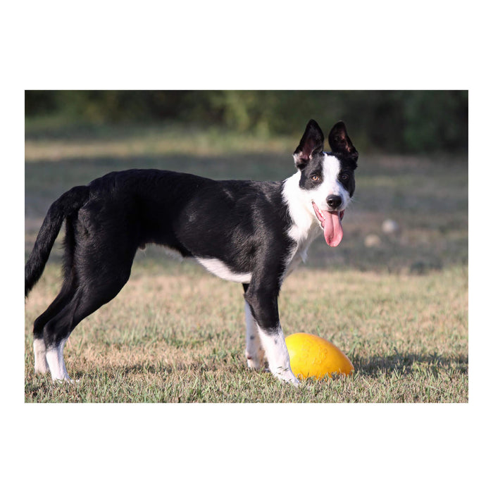 Jolly Egg Dog Toy  Durable, Interactive Chase & Floating Toy for Dogs - H7TF - 8" - Red - 5