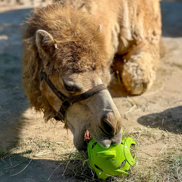 Jolly Hay Ball, 8" – Interactive Horse & Livestock Toy for Hay Feeding and Enrichment - H7TM - Green - 8