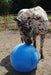 Jolly Mega Ball – Durable Anti - Burst Inflatable Horse Exercise & Enrichment Ball - H7MA - 25" - Red - 2