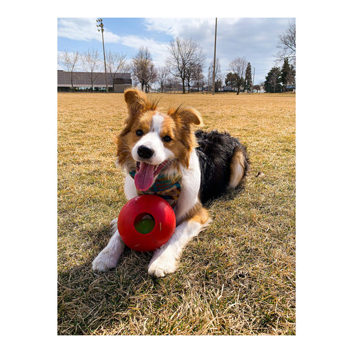 Jolly Teaser Ball Dog Toy – Interactive Ball - in - a - Ball, Floating, Durable Chase & Treat Toy - H7TC - Red - 4.5" - 2