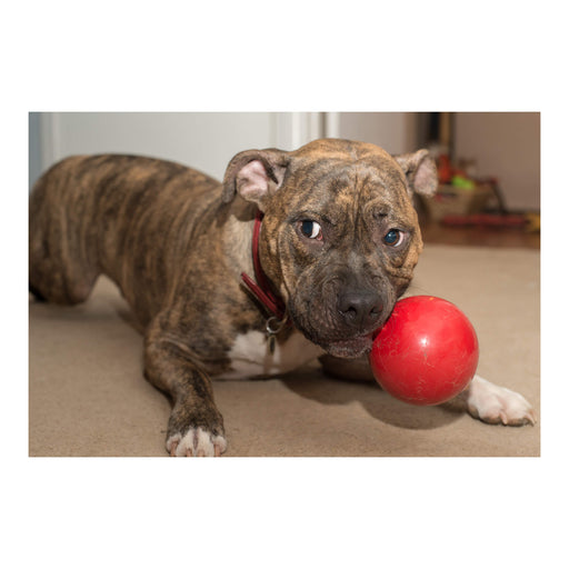 Jolly Tug - N - Toss Treat Dispensing Dog Toy, Mini - H7VK - Red - 3" - 2