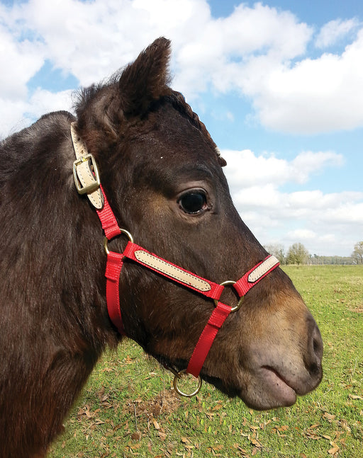 Tough1 Miniature Nylon Breakaway Halter, Large - Royal Blue  