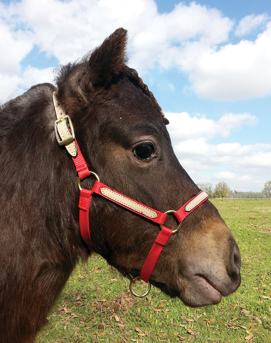 Tough1 Miniature Nylon Breakaway Halter, Large - Purple  