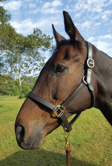 Royal King Preakness Leather Track Horse Halter - Preakness Track Halter, Horse  