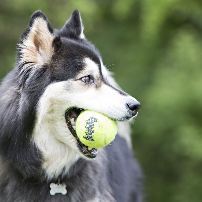 KONG SqueakAir Tennis Ball - 2-pack KONG Large (3") Squeakair Tennis Balls  