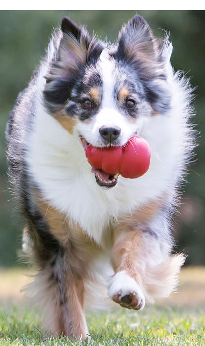 KONG Classic Dog Toy - XS Red Kong, 2.25"  