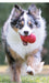 KONG Classic Dog Toy - XS Red Kong, 2.25"  