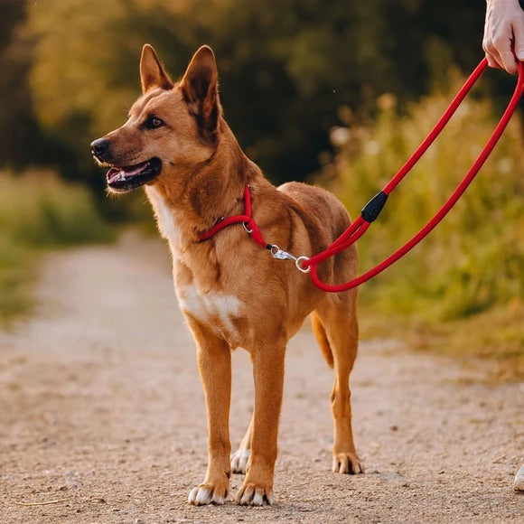 Heavy Duty Dog Leash in Assorted Colors Color Assorted