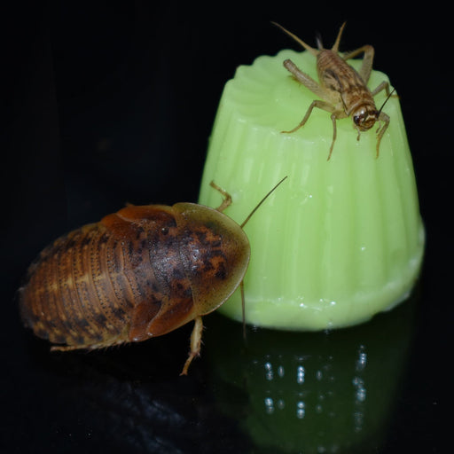 Komodo Jelly Pots, Fruit Mix - MR1FJ - assorted mango, strawberry, banana, melon - 40 - 2