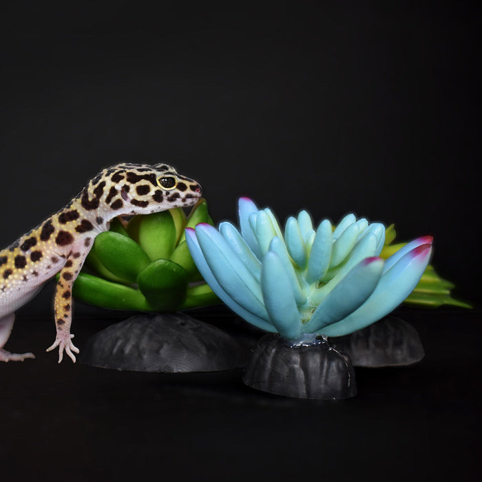 Komodo Succulent, 3 pk - MR1DT - Blue/Green - 3pk - 4