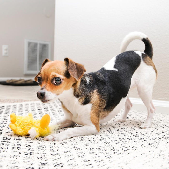 KONG Dr. Noyz X - Small Plush Dog Toys – Stuffing - Free, Soft Cuddle Toy with Removable and Extra Squeaker for Small Dogs - K9DQ - Duckie - XSmall - 1 ct - 8