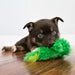 KONG Dr. Noyz X - Small Plush Dog Toys – Stuffing - Free, Soft Cuddle Toy with Removable and Extra Squeaker for Small Dogs - K9DR - Frog - XSmall - 1 ct - 16