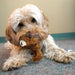 KONG Dr. Noyz X - Small Plush Dog Toys – Stuffing - Free, Soft Cuddle Toy with Removable and Extra Squeaker for Small Dogs - K9DS - Teddy Bear - XSmall - 1 ct - 22