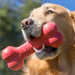 KONG Goodie Bone Rubber Dog Chew Toy, Medium - K9ABL - Red - Medium - 1 ct - 3