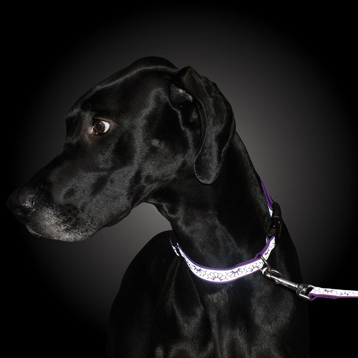 Lazer Brite Dog Collar, 12' - 18' x 5/8' - Jeffers - Dog Supplies > Dog Apparel > Dog Collars, Harnesses, & Leashes