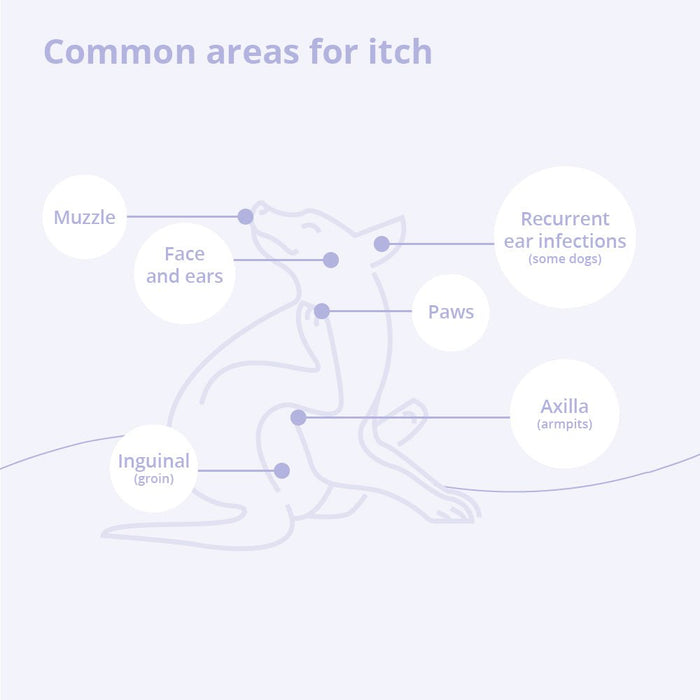 Mal - A - Ket Medicated Ketoconazole Chlorhexidine Shampoo for Horses, Dogs & Cats - 013DP-32081 - 8 oz - 5